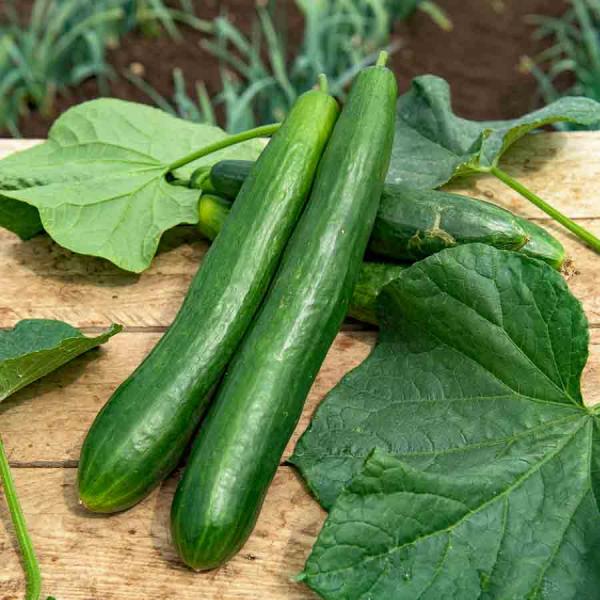 Potagères - Concombre Bella F1 - Graines d'Exception - face recto